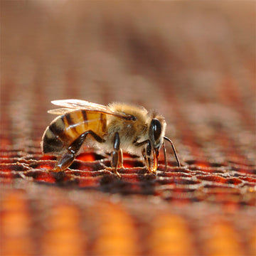How Do Bees Turn Nectar into Honey? Discover Nature’s Sweetest Secret