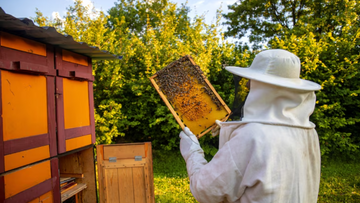 How Pollen Replacement Food Is Transforming Bee Health and Pollination Success